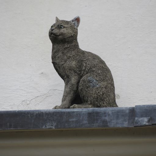 York Cat Hunt Cat 25a