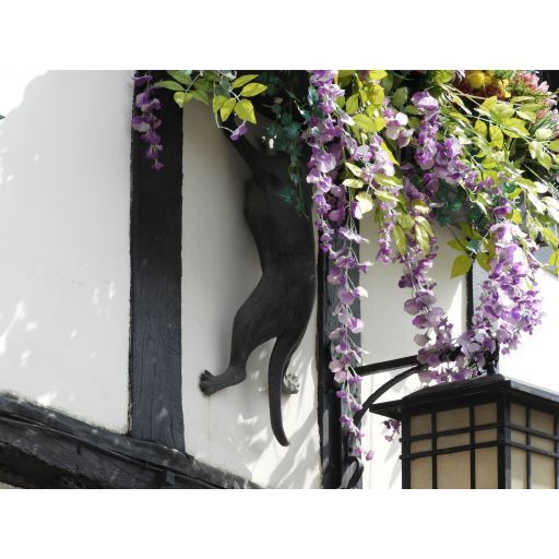 York Cat Hunt Cat 25