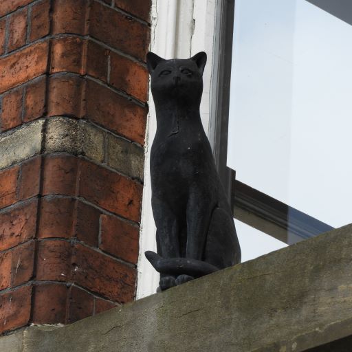 York Cat Hunt Cat 4