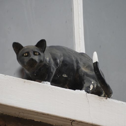 York Cat Hunt Cat 4