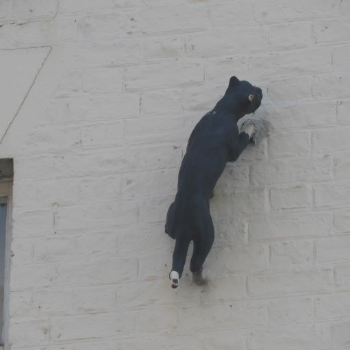 York Cat Hunt Cat 5