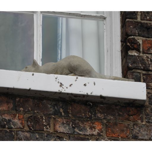 York Cat Hunt Cat 8
