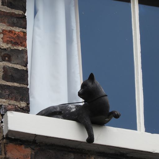 York Cat Hunt Cat 9