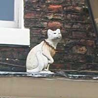 York Cat Hunt Cat 23