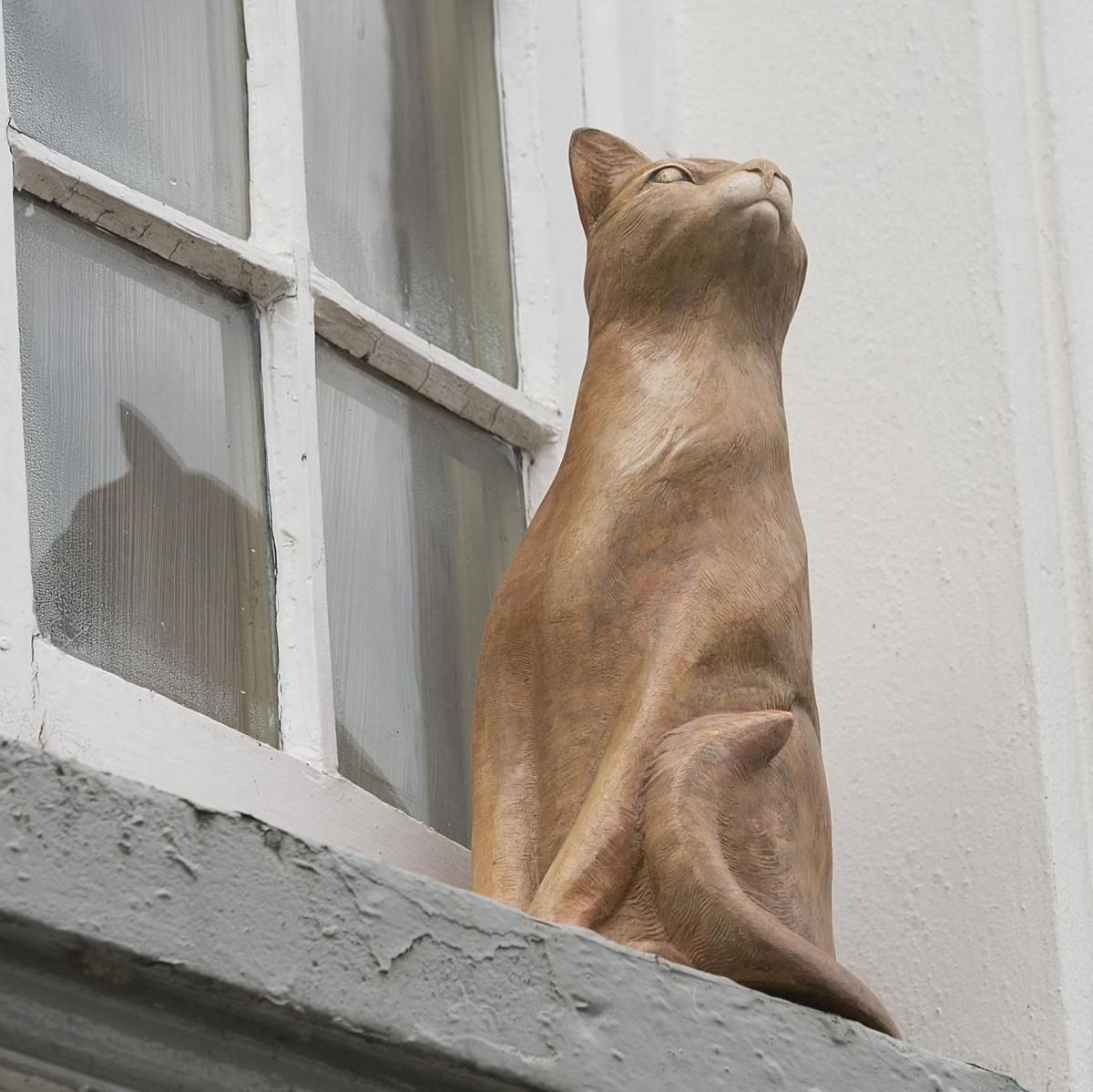 York Cat Hunt Cat 51