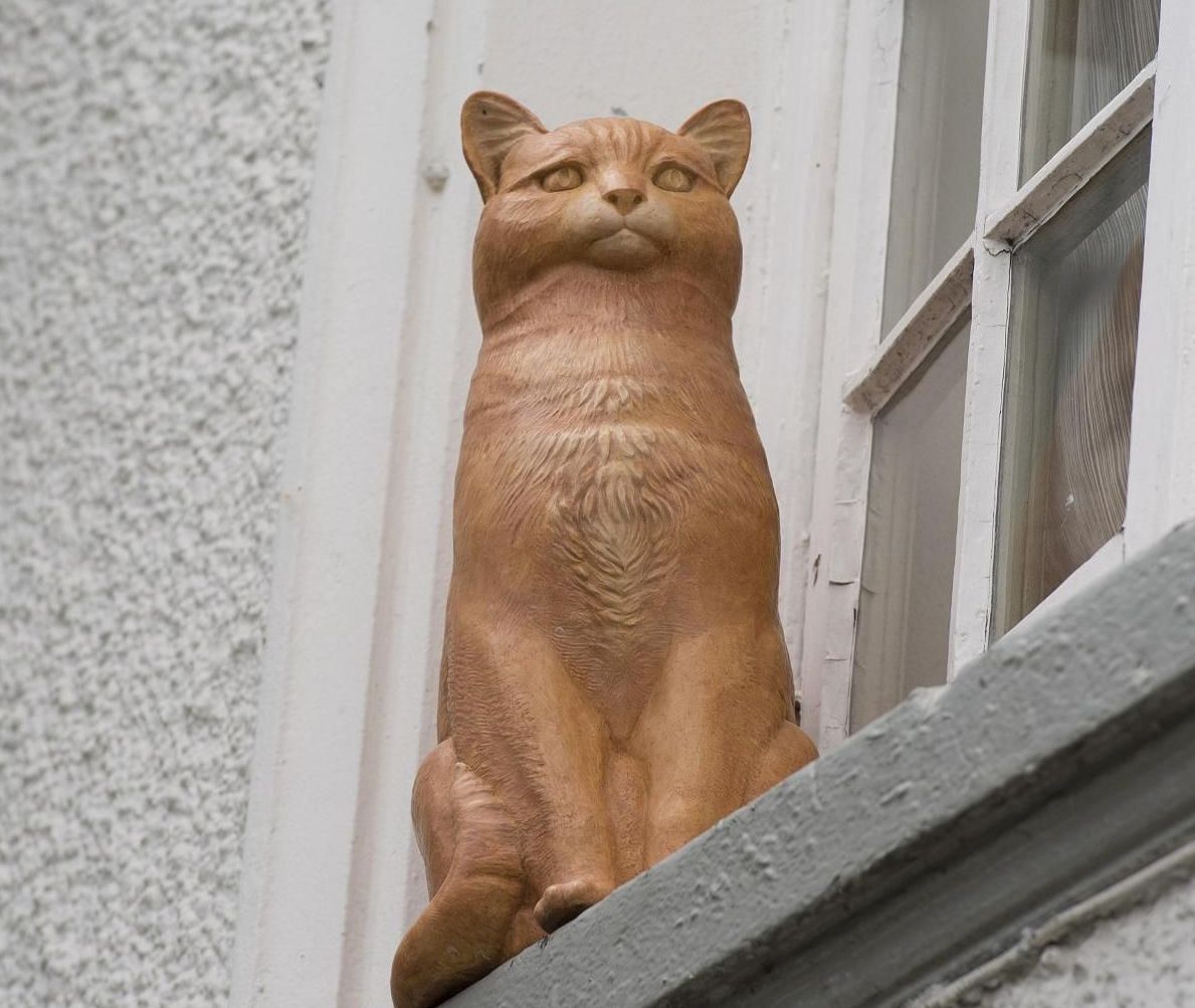 York Cat Hunt Cat 50