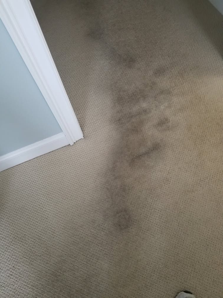 Dirty beige carpet hallway next to a frosted glass doorframe