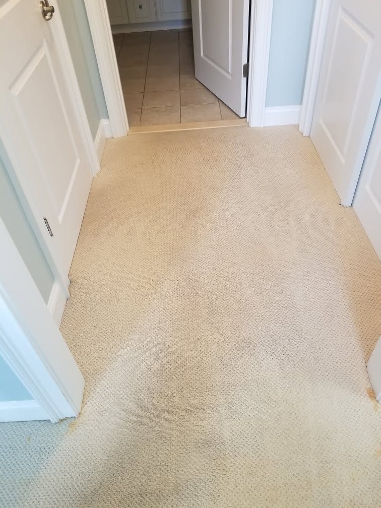 Empty beige carpeted hallway with white doors and walls