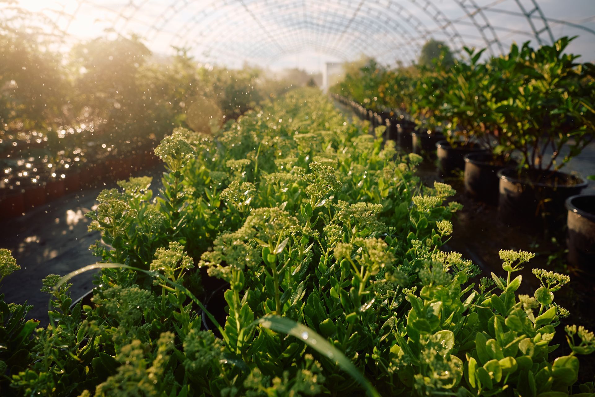 Greenhouse with rows of plants being watered; sunlight streams through the arched structure at REIMOLDS Nursery