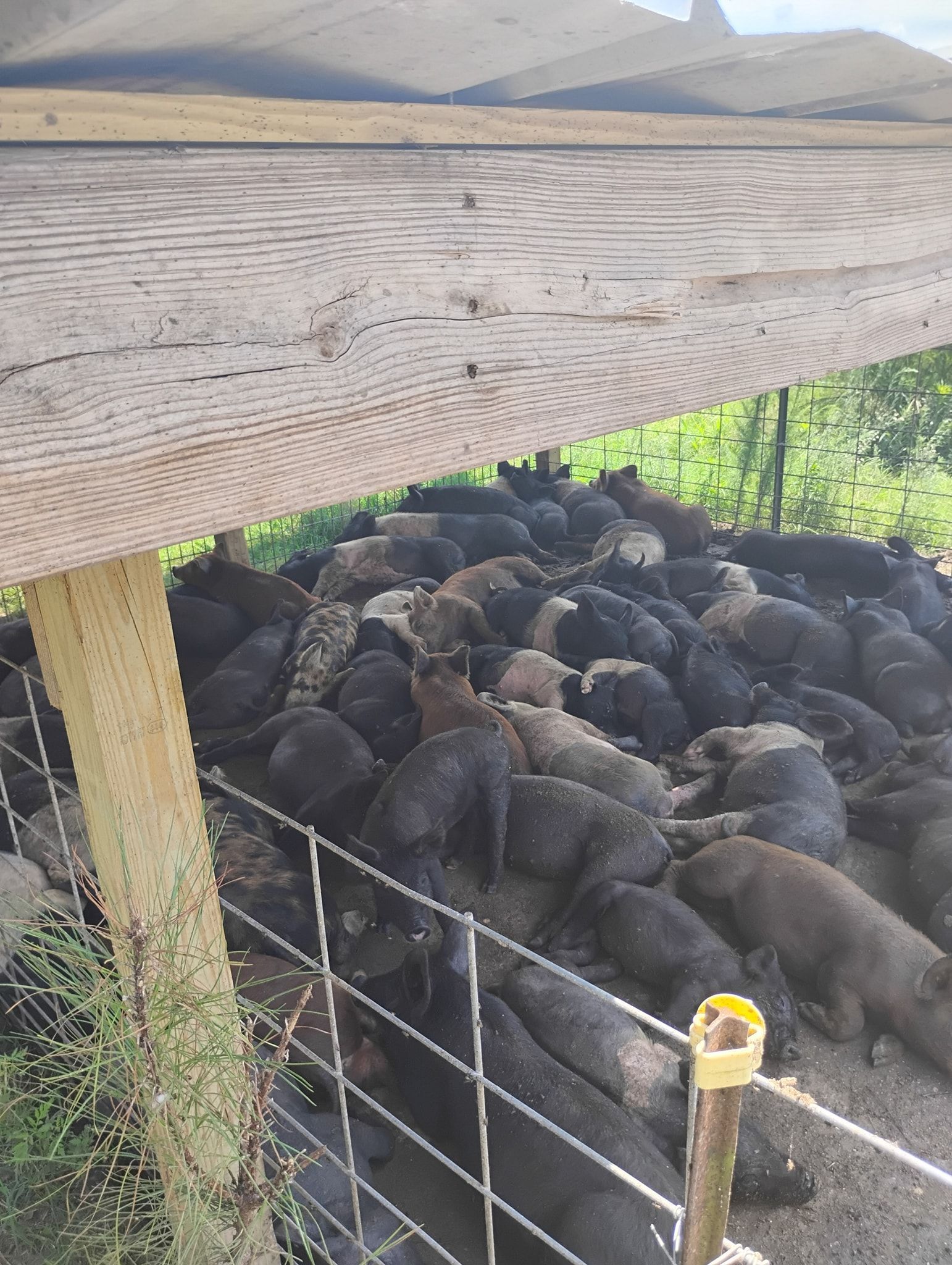 A large group of dark-colored pigs crowded together under a wooden shelter on a farm.