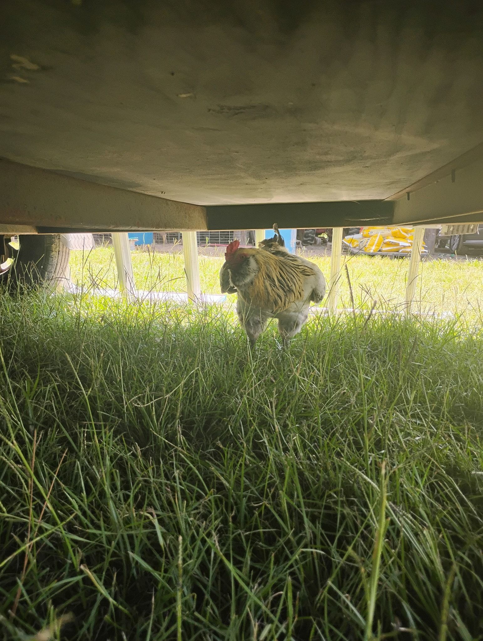 A speckled hen walks through green grass under the shaded structure of a porch or shed.