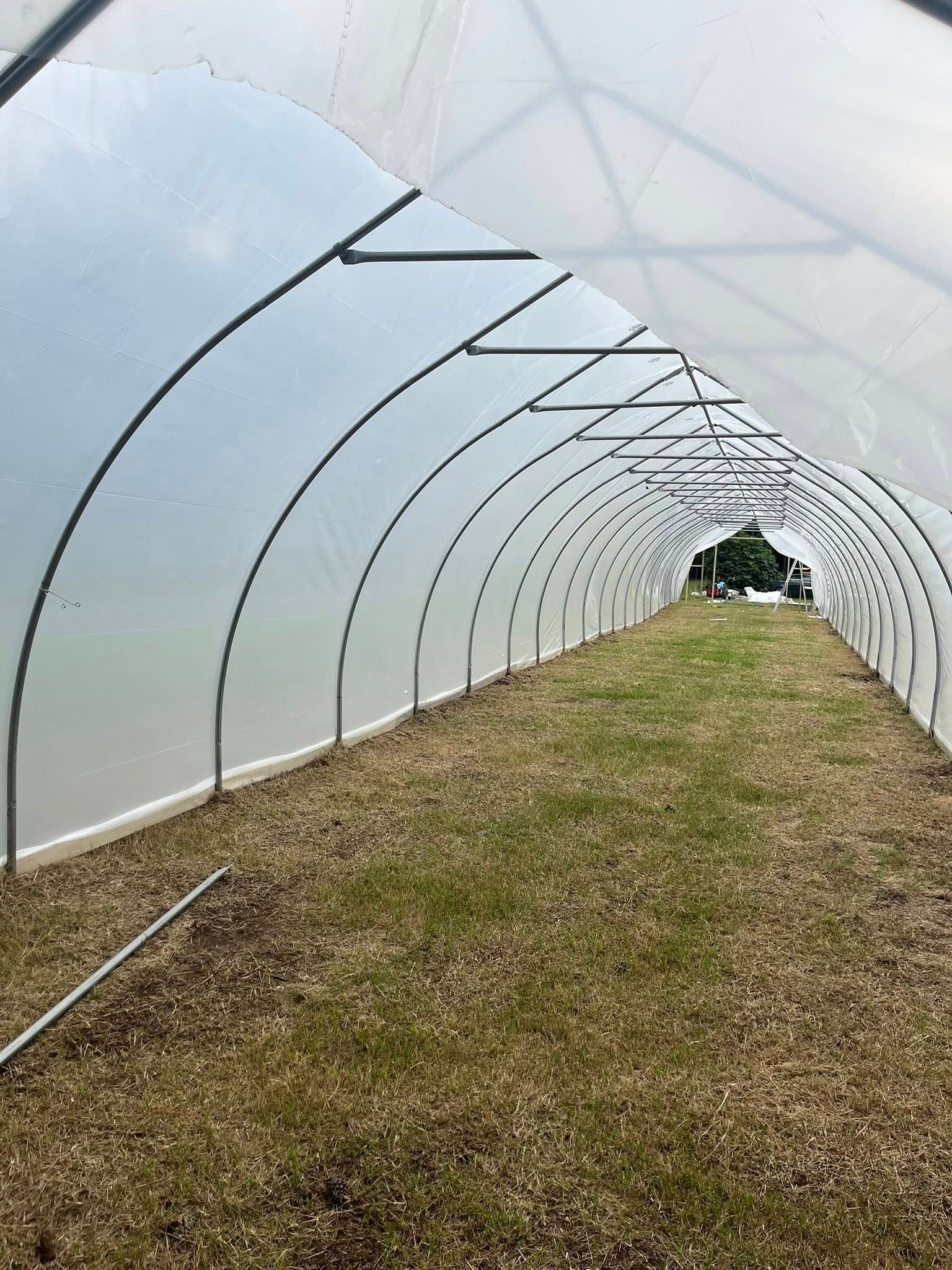 Interior view of an empty hoop house greenhouse with a plastic-covered arched frame and a dirt floor with sparse grass.