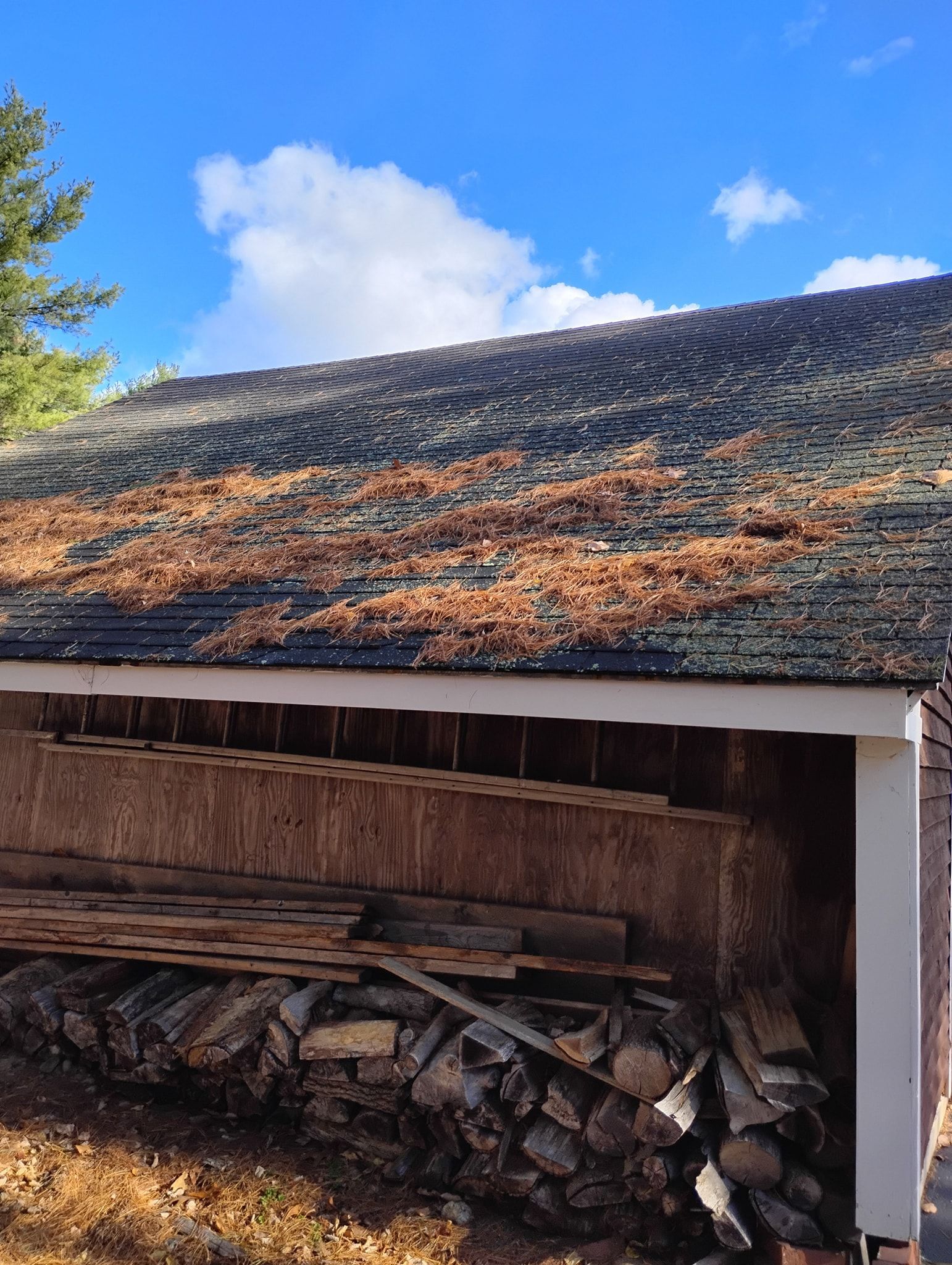 A pile of firewood stored under the low eaves of a weathered roof covered in pine needles against a bright blue sky.