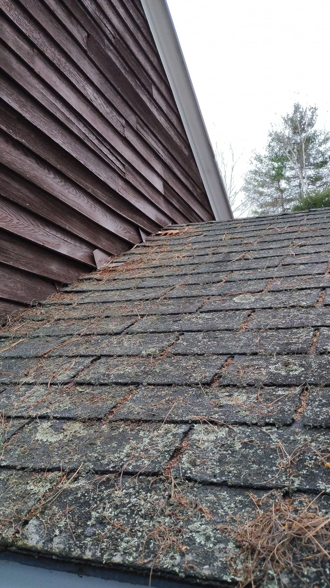 A close-up view of a shingled roof meeting a wooden house wall, covered with pine needles and lichen.
