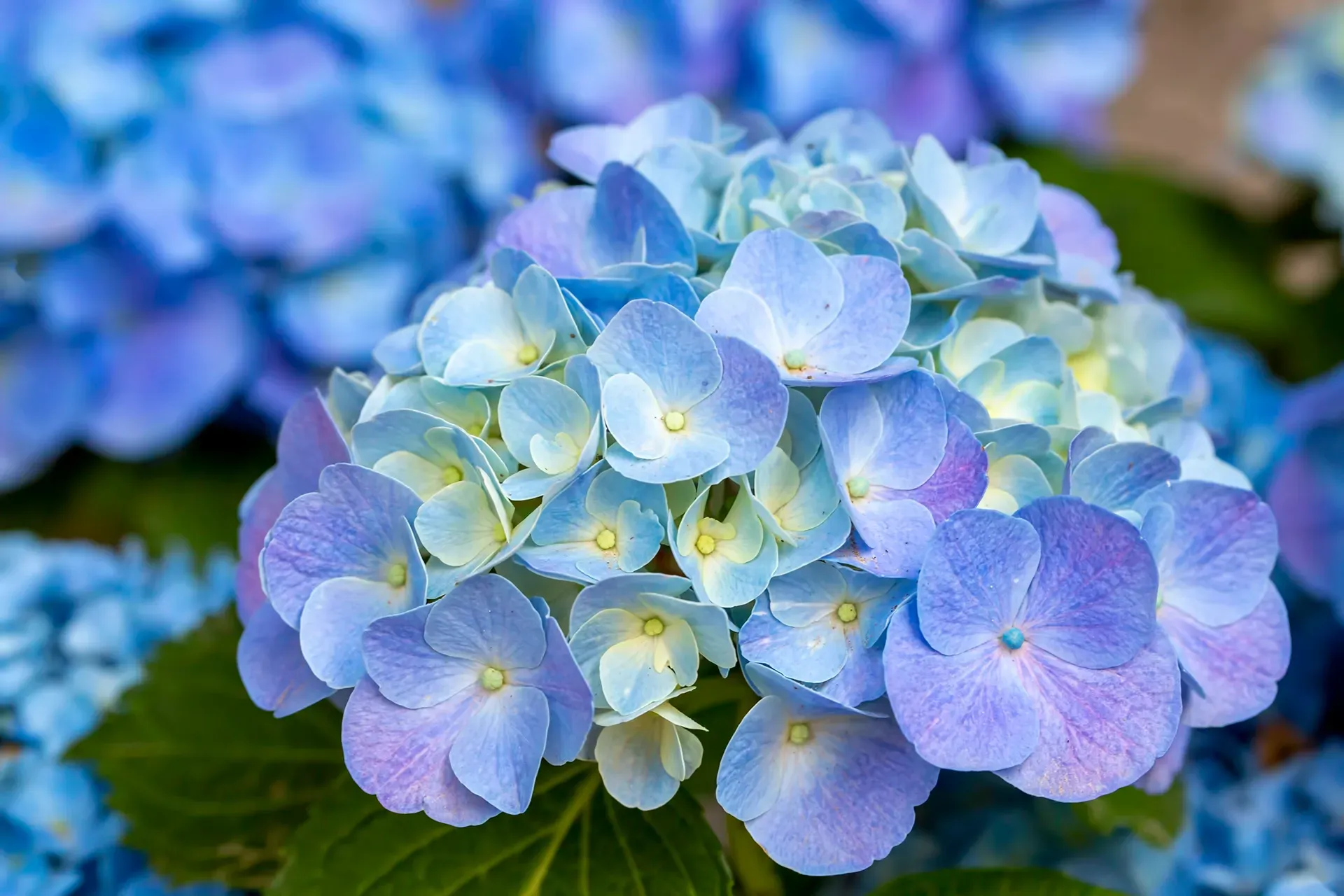 Eine Nahaufnahme einer blauen Hortensienblüte.