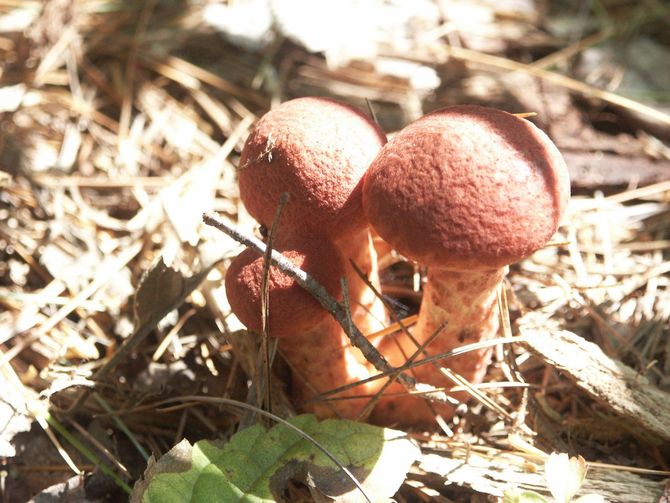 a group of mushrooms are growing out of the ground