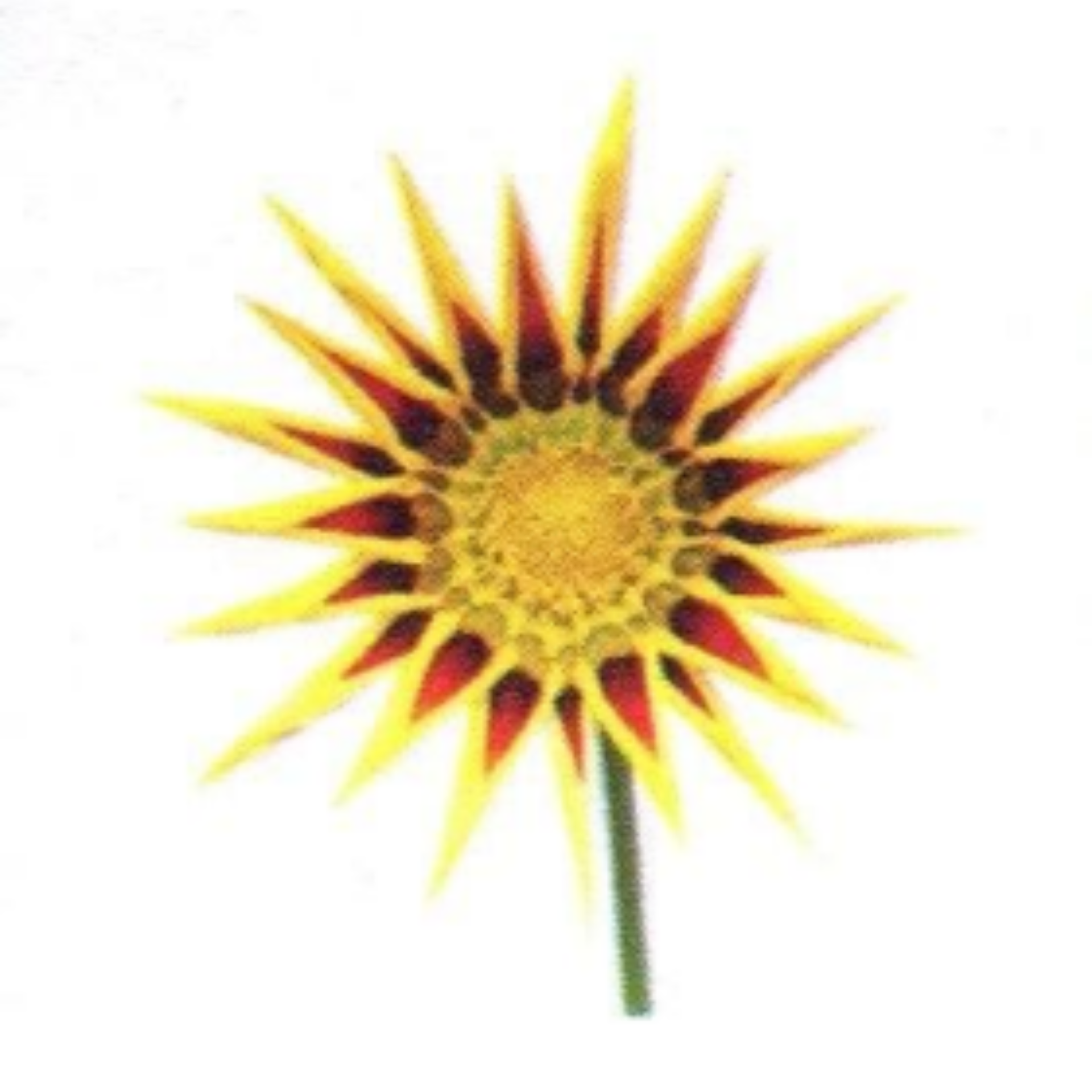 Stylized yellow and red flower with a green stem on a white background