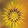 Yellow sunburst flower-like emblem with a dark center on a golden background