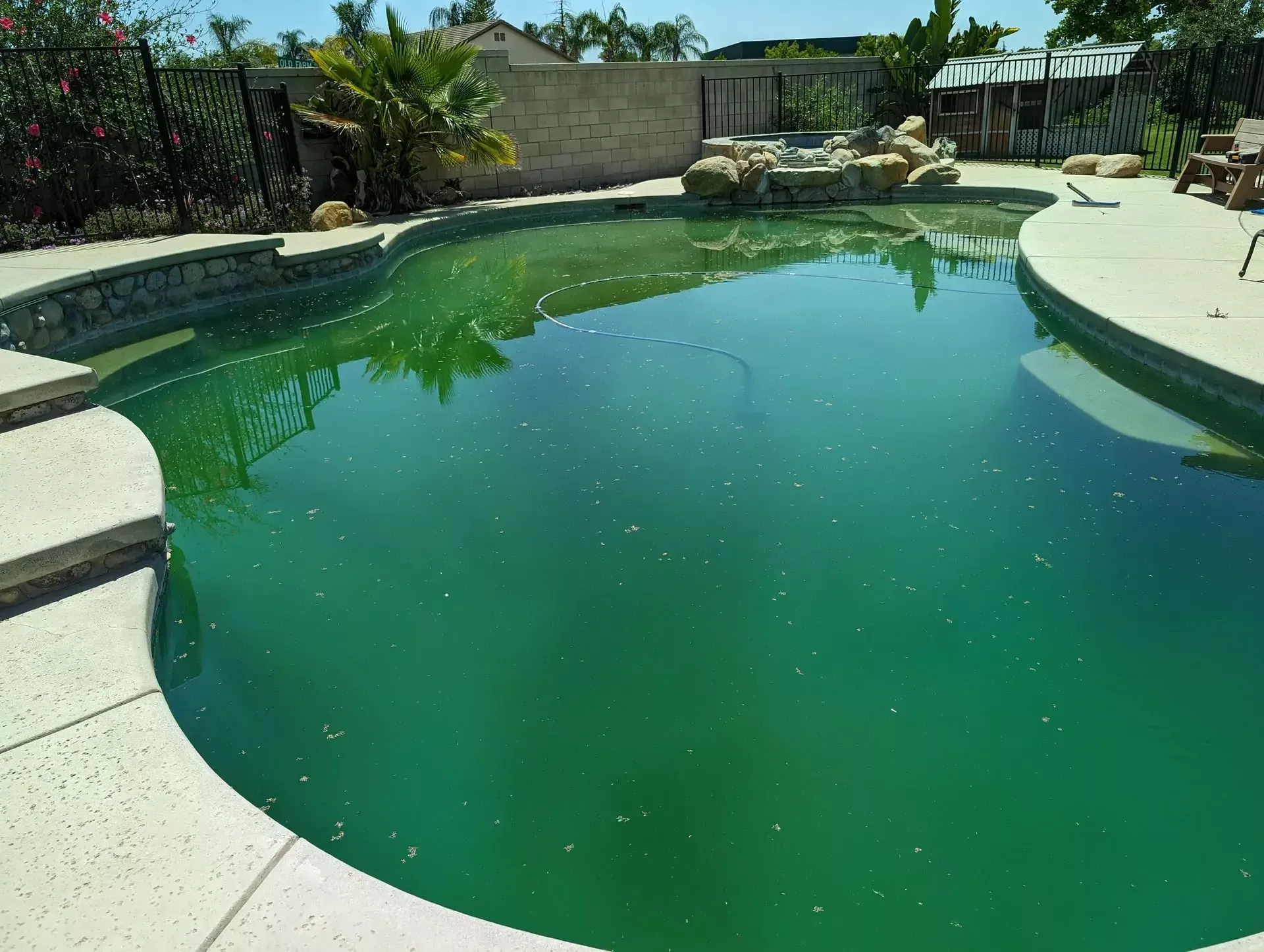 Green algae-filled Bakersfield pool before professional cleaning service