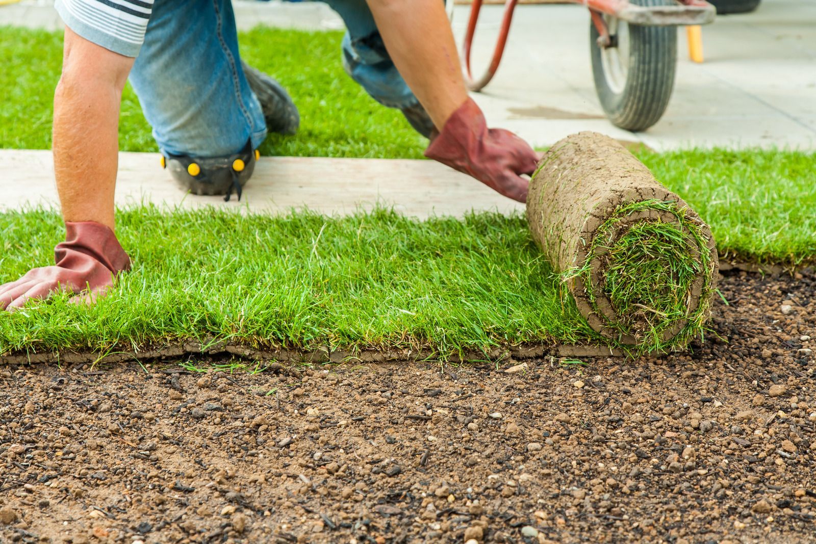 Person rolling out sod on prepared soil.