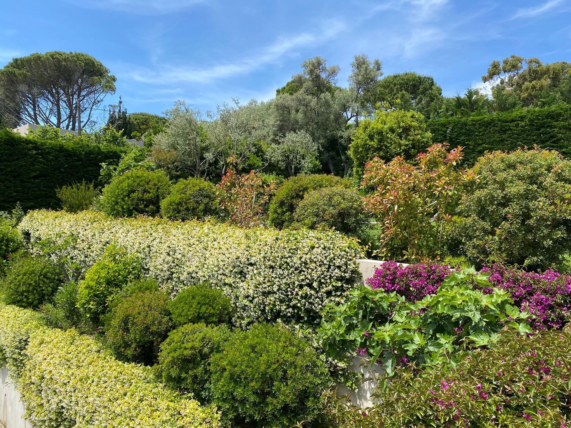 Jardin luxuriant aux feuillages verts variés et aux buissons colorés sous un ciel d'un bleu éclatant.