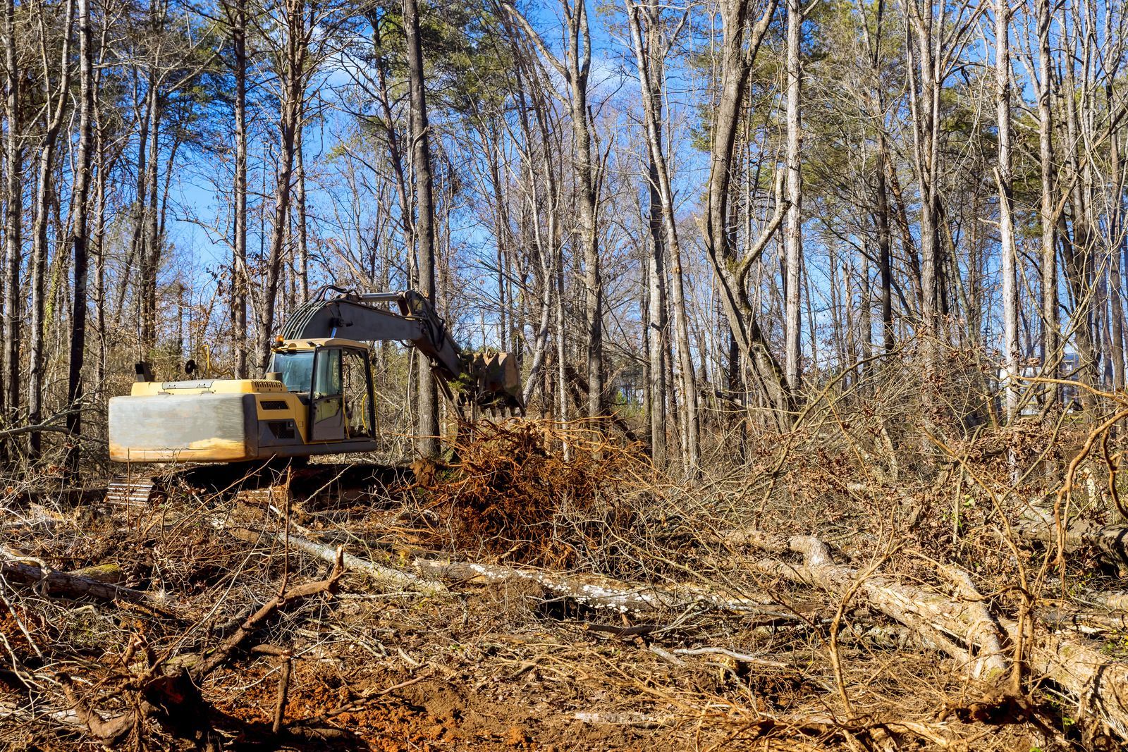 Tracked excavator clearing brush in a leafless forest under a blue sky