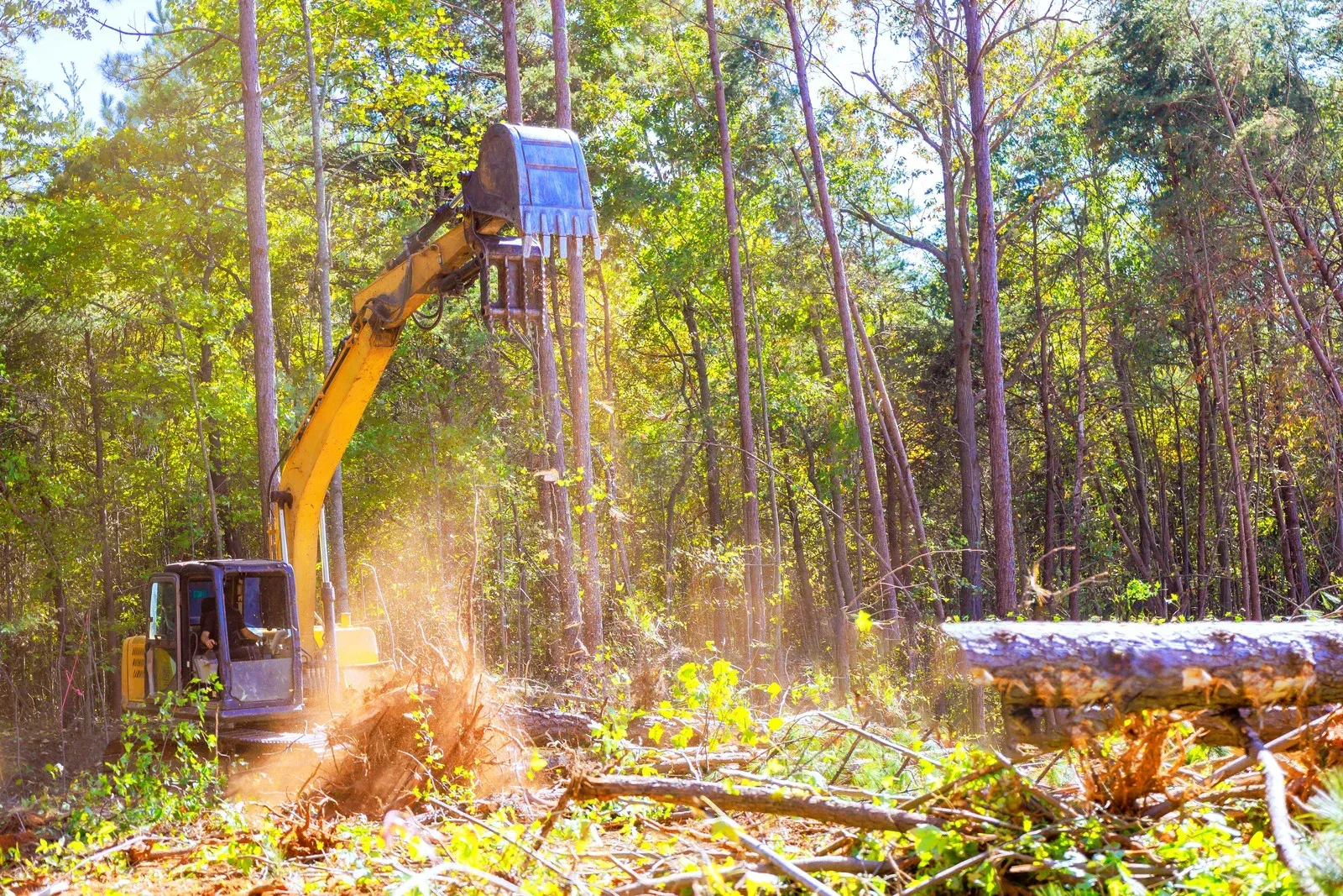 Excavator clearing a wooded area, lifting logs and brush amid dust and sunlight.