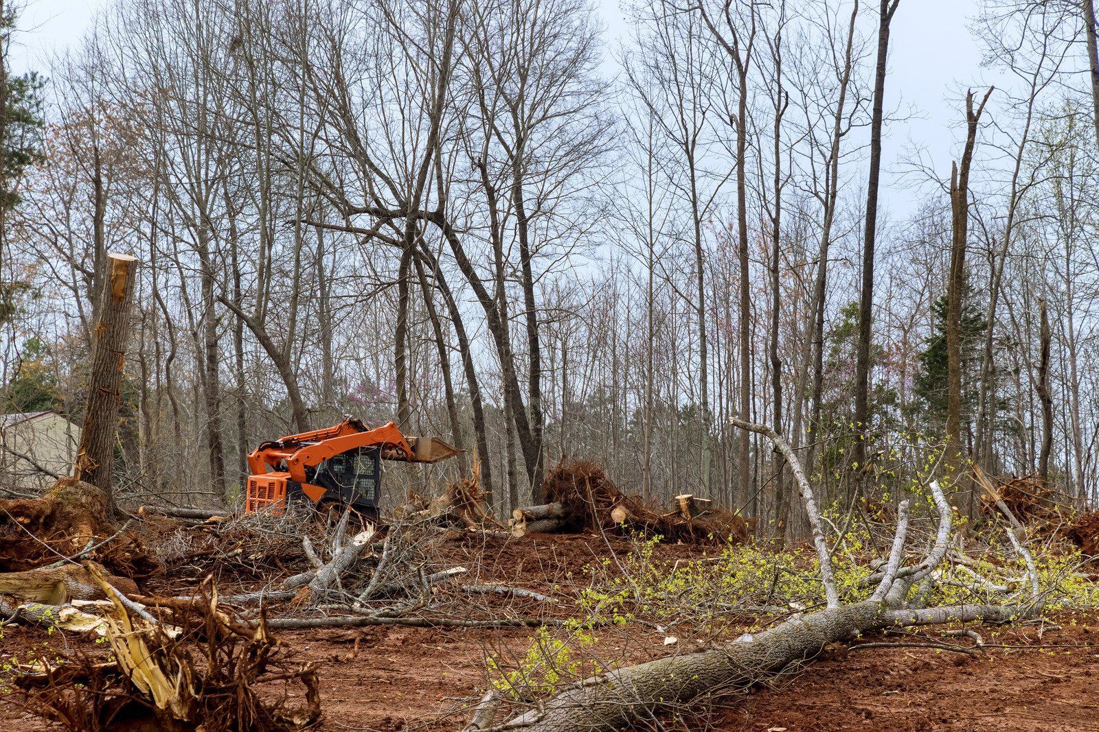 Orange excavator clearing brush in a leafless forest with piles of cut branches.