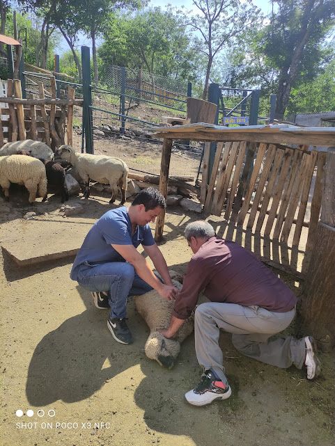 Dos personas se arrodillan para cuidar a un pequeño cordero junto a un corral rústico de madera al aire libre.