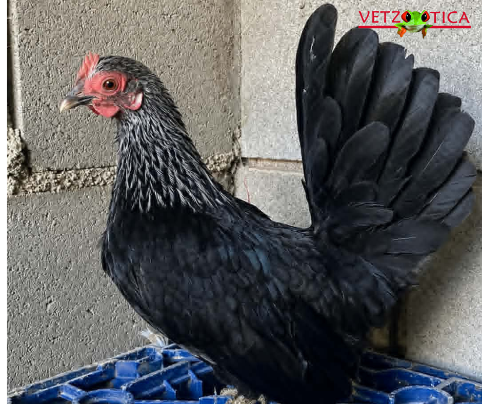 Gallina Nagasaky Perdiz Plata