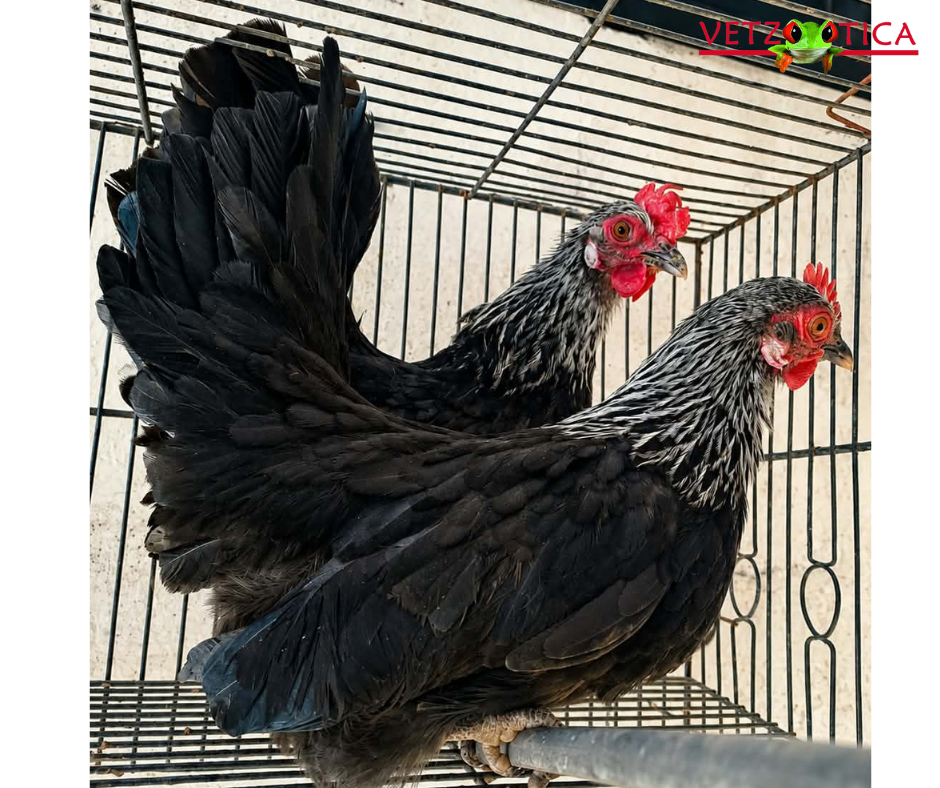 Gallina Nagasaky Perdiz Plata