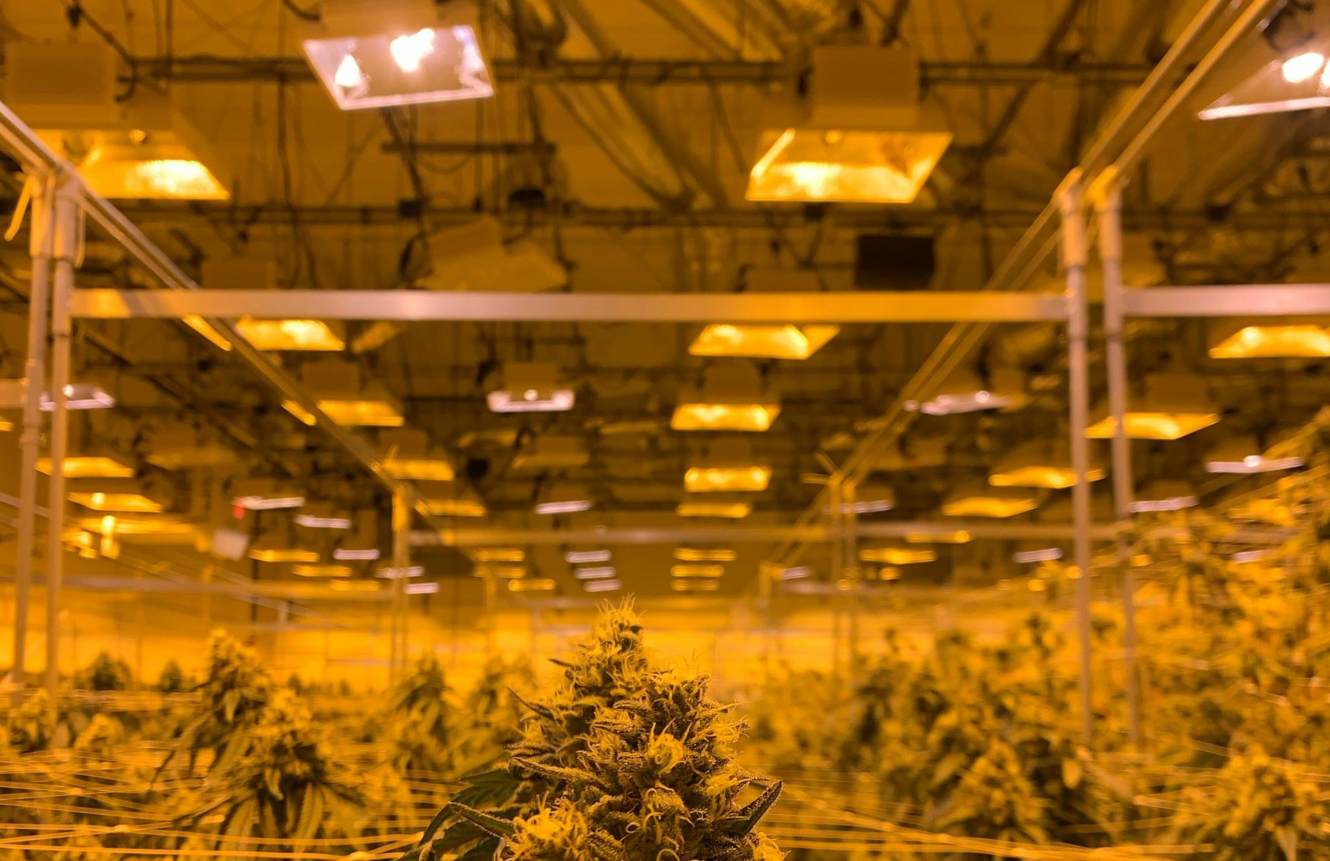 Cannabis Farm