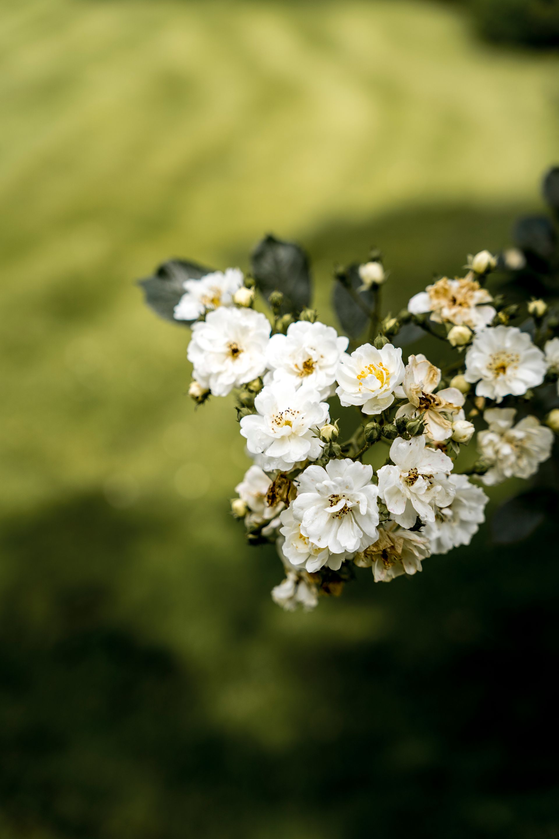 Witte trosrozen in bloei tegen een groene gazonachtergrond.