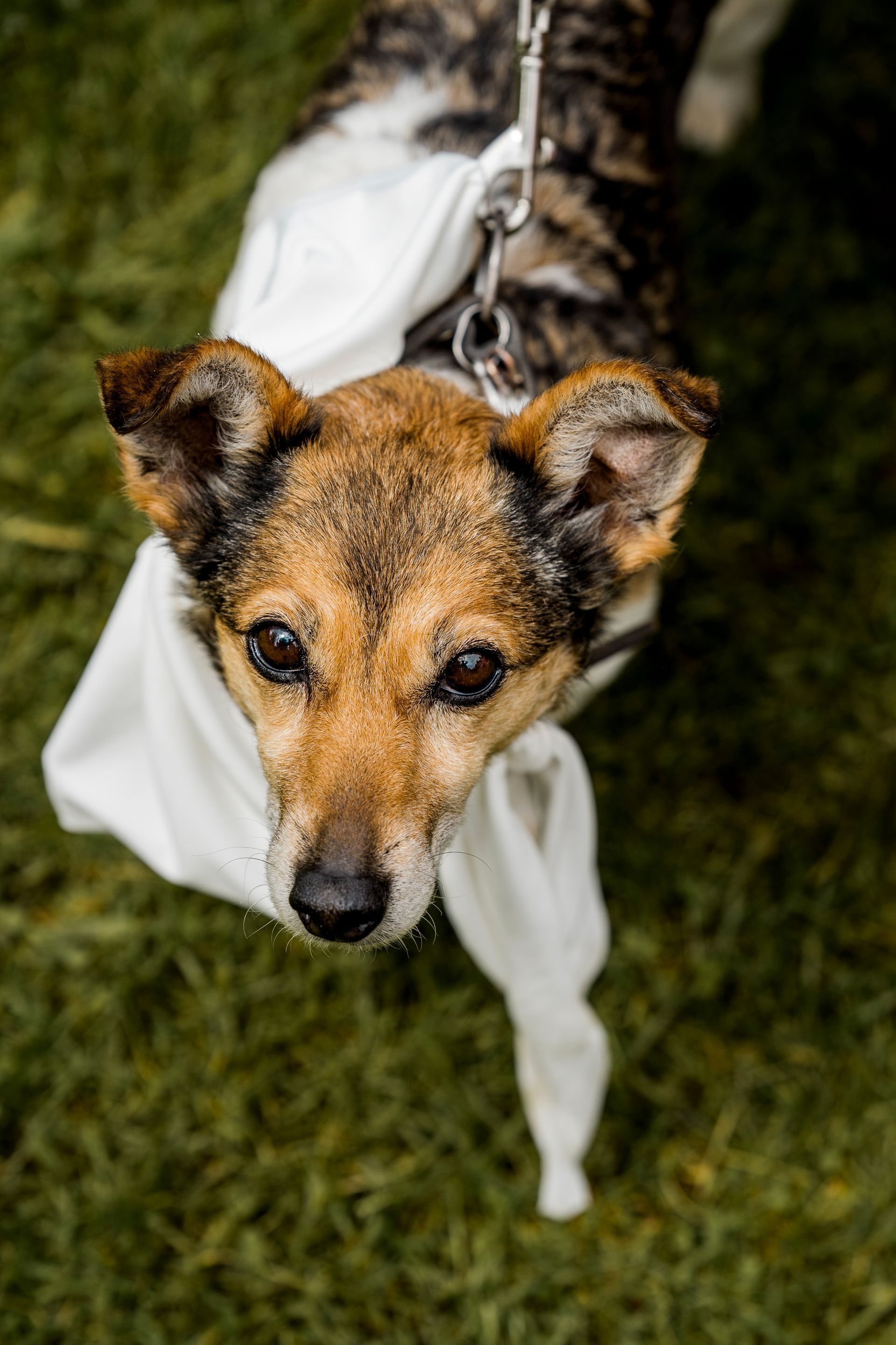 Een hond met bruin-witte vacht en een witte sjaal om zijn nek kijkt op het groene gras omhoog naar de camera.