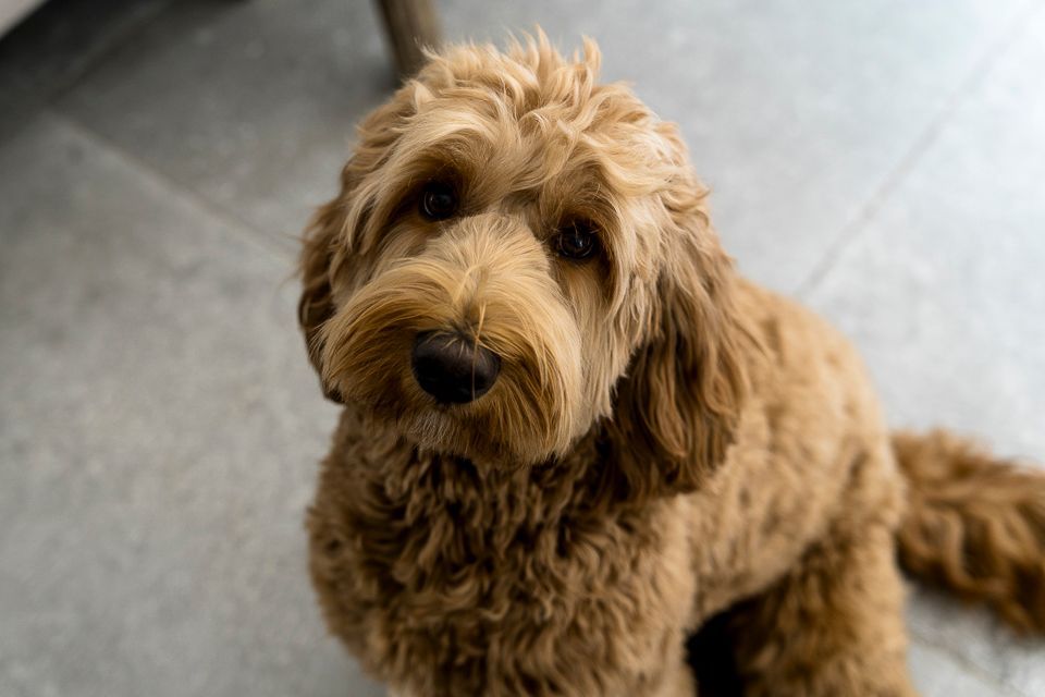 Een bruine Goldendoodle kijkt recht in de camera.
