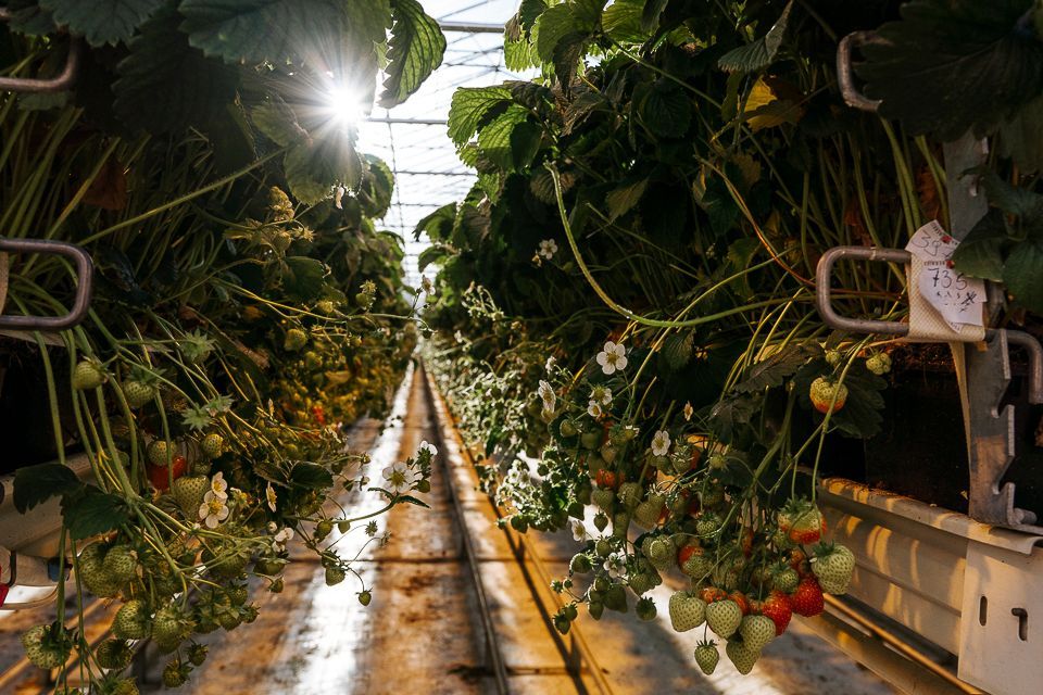 Rijen aardbeienplanten in een kas, de zon schijnt door het glazen dak.