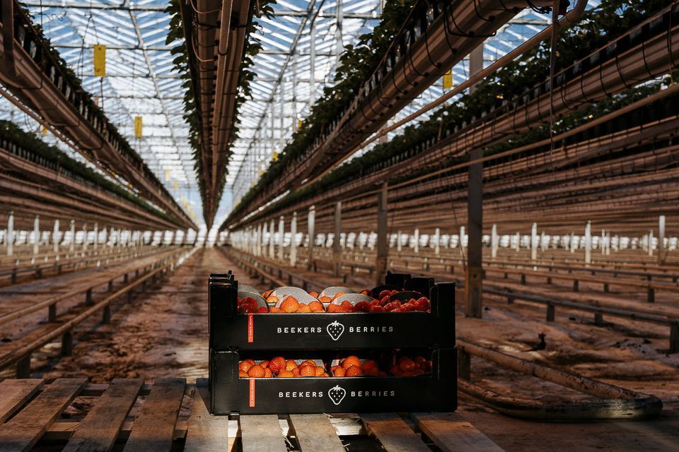 Twee op elkaar gestapelde zwarte kratten gevuld met tomaten in een kas met rijen planten.