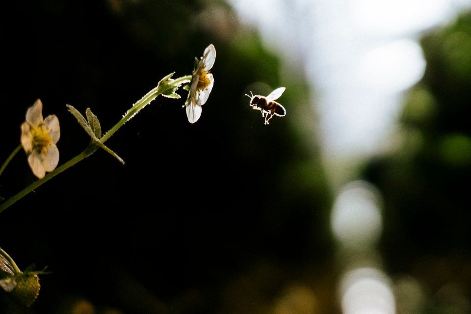 Bij in vlucht richting kleine witte bloemen. Zwarte achtergrond, wazige groene en witte tinten in de verte.