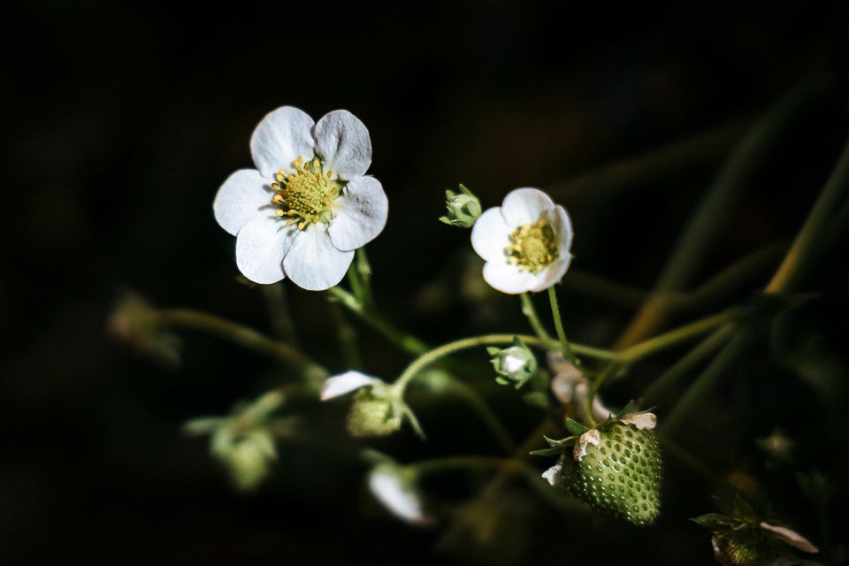 Witte aardbeibloesems en een zich ontwikkelende groene bes tegen een donkere achtergrond.
