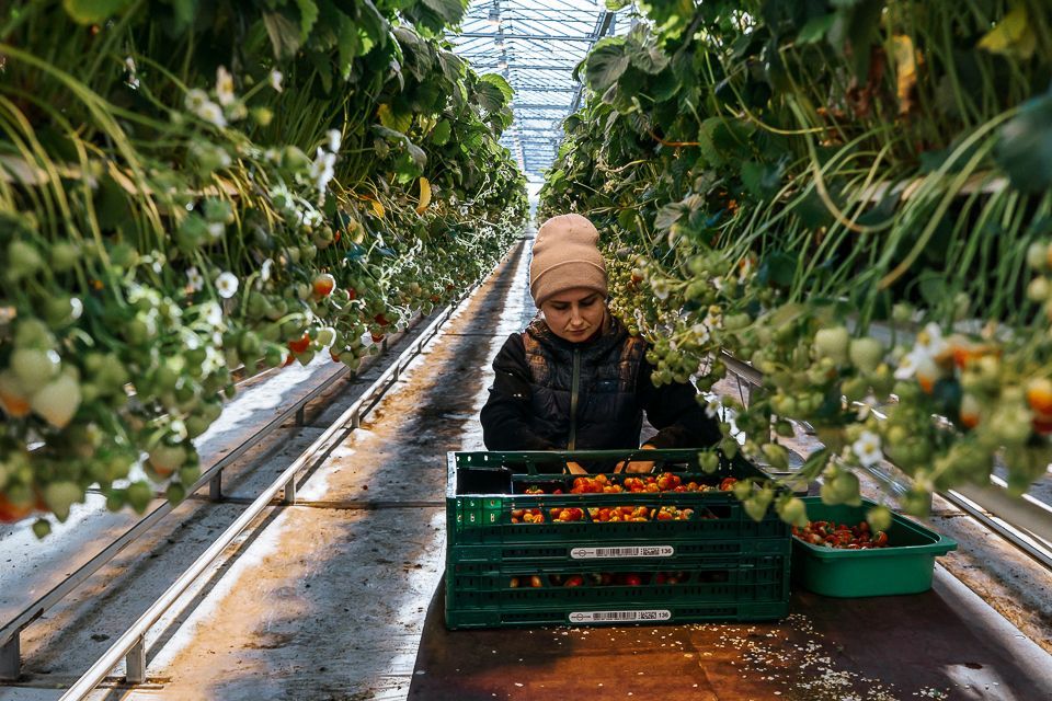 Een vrouw oogst tomaten in een kas en legt ze in groene kratten. Boven haar hoofd staan ​​rijen planten.