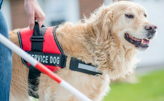 Golden retriever service dog wearing a red vest with “SERVICE DOG” text, guiding a person with a white cane.