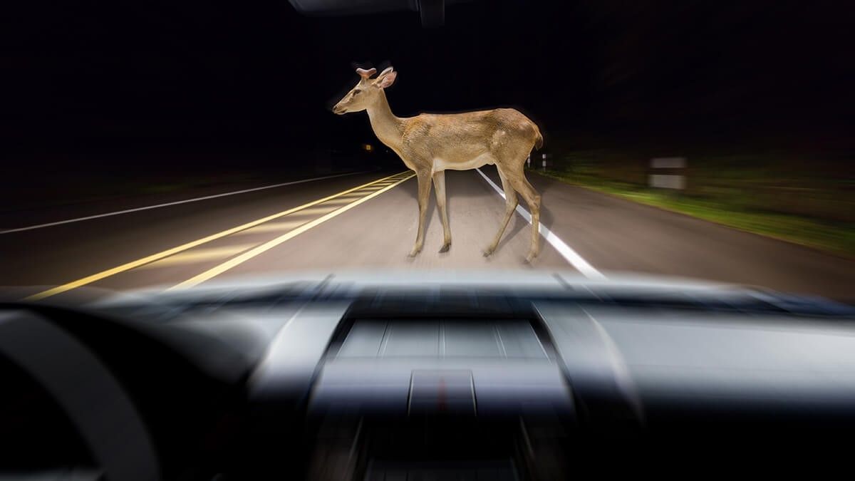Deer in headlights, crossing road at night, viewed from inside a car.