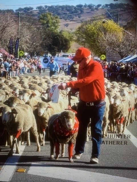 Sheep in red socks Festival — Merriwa Motor Inn & Motel In Merriwa NSW
