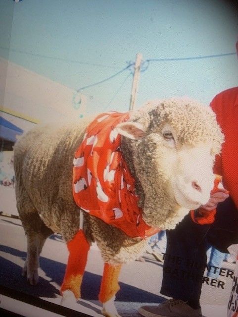 Sheep Wearing a Red Scarf — Merriwa Motor Inn & Motel In Merriwa NSW