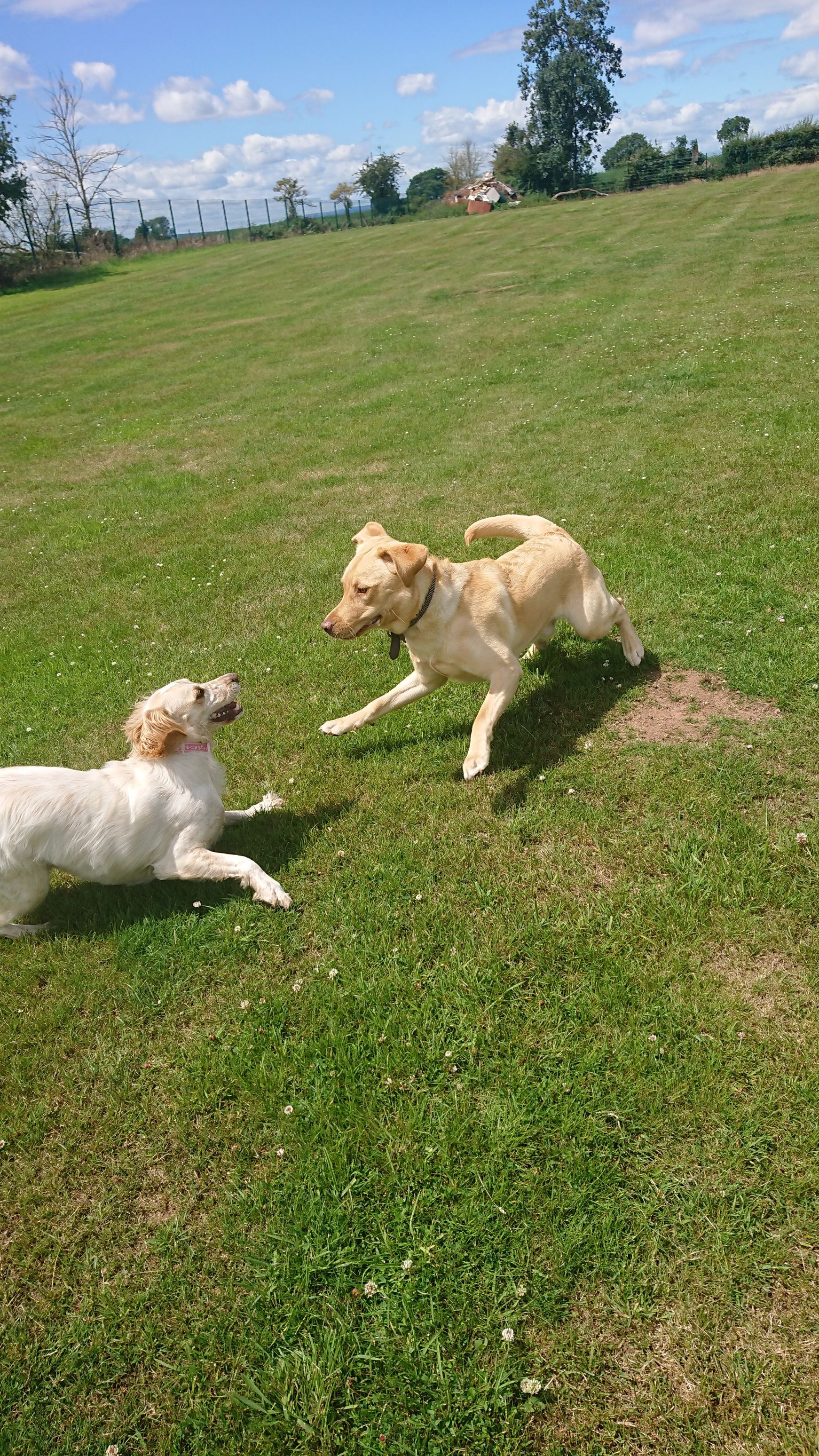 Kennels