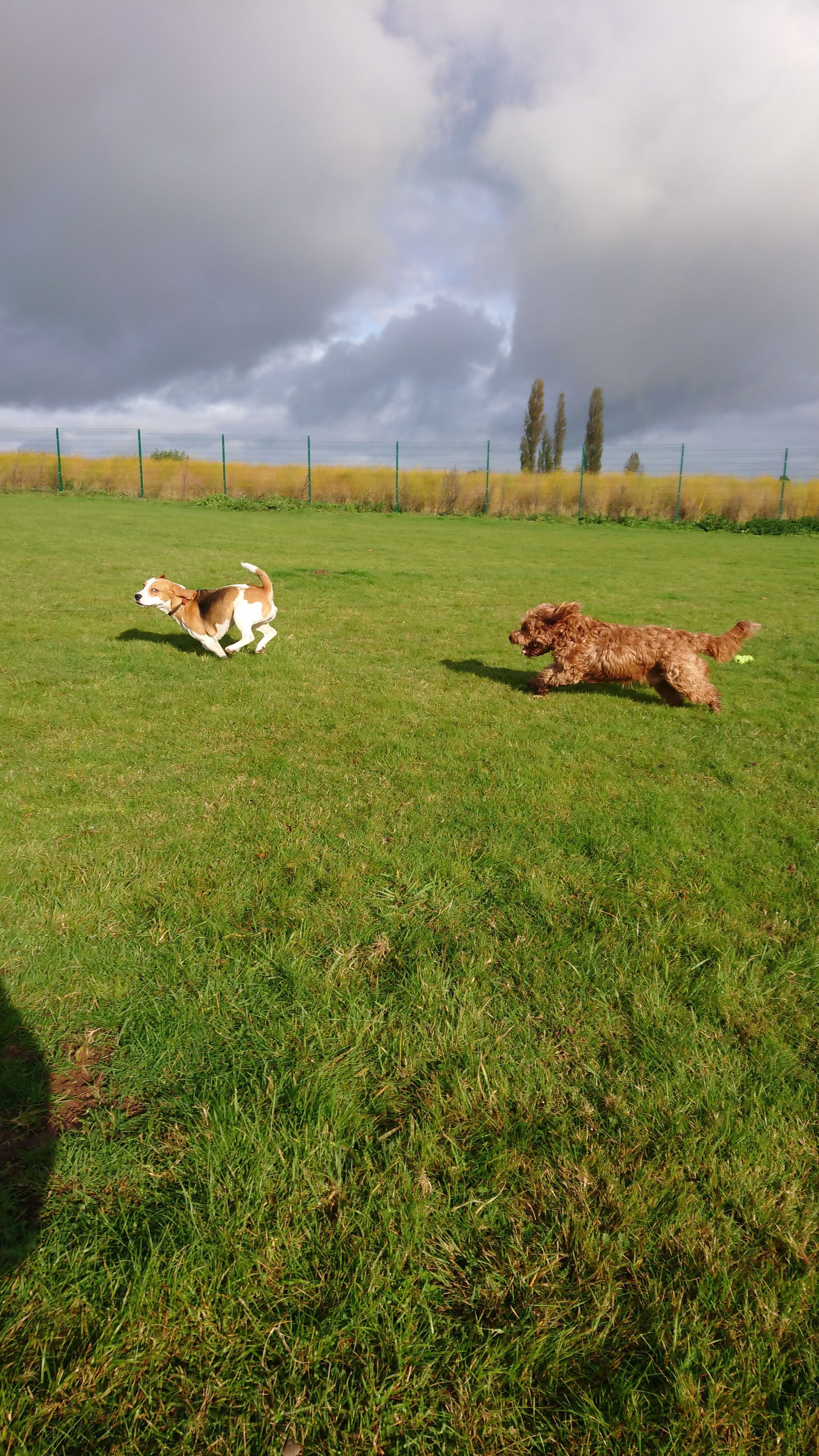 Kennels