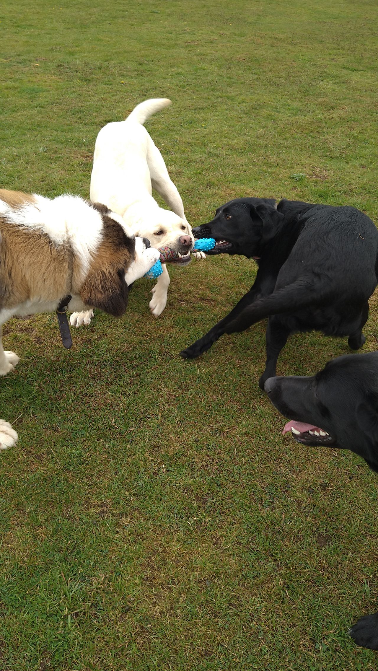 Kennels