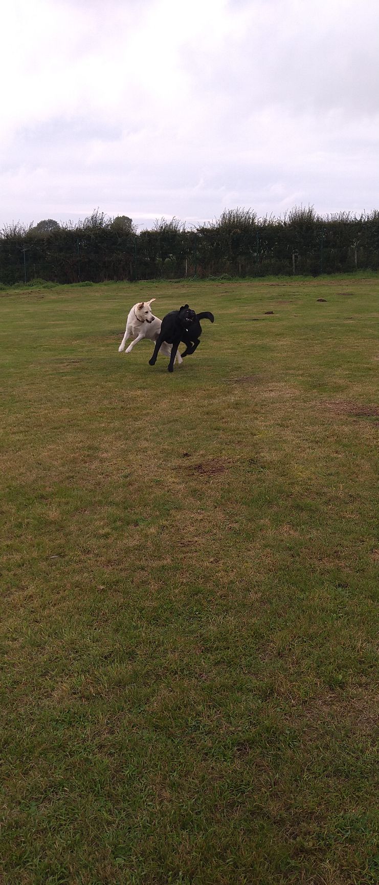 Kennels
