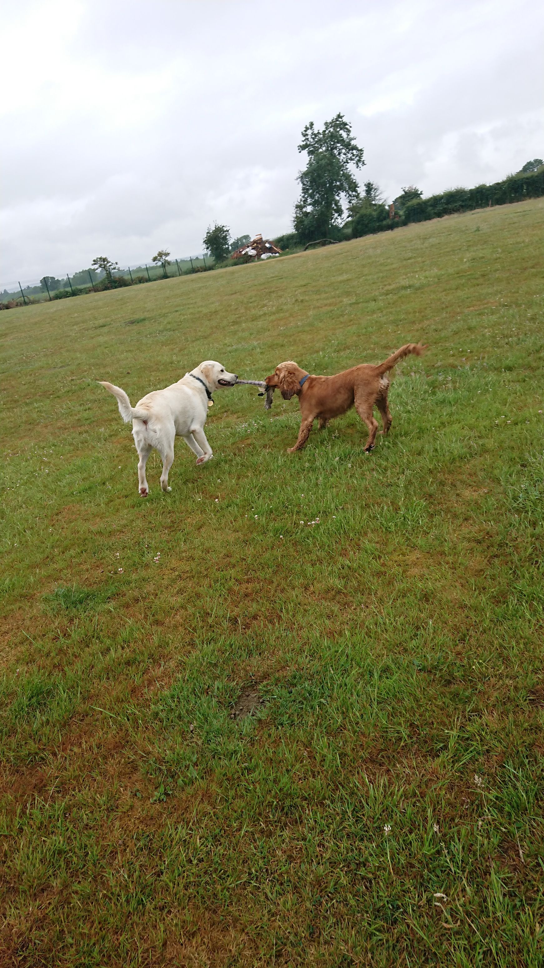 Kennels