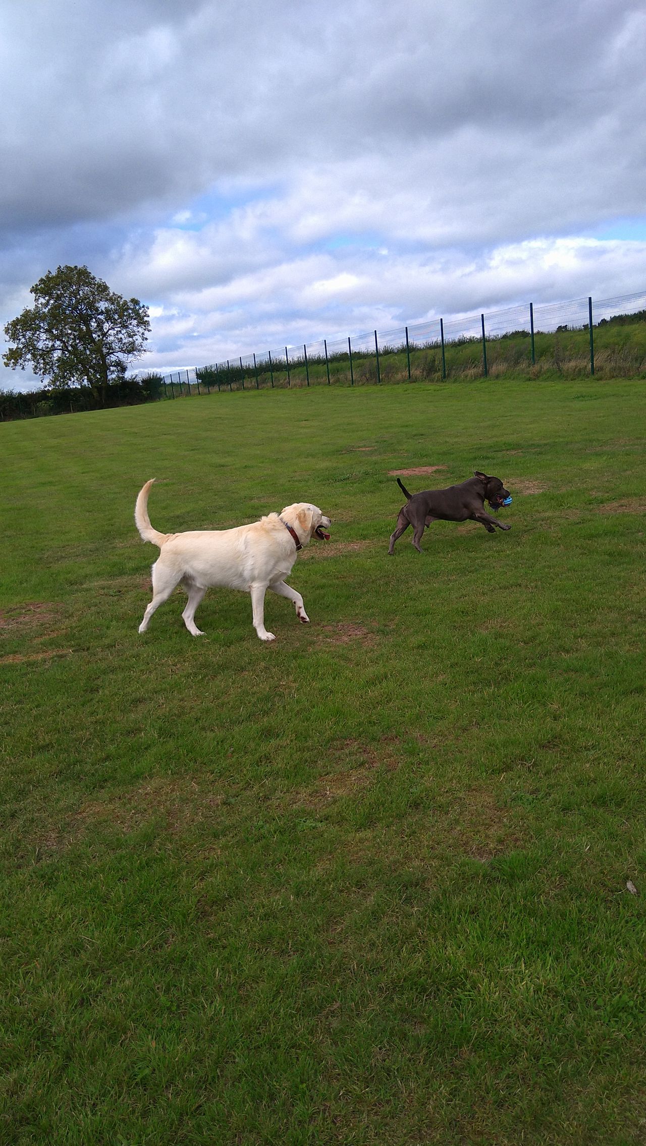 Kennels